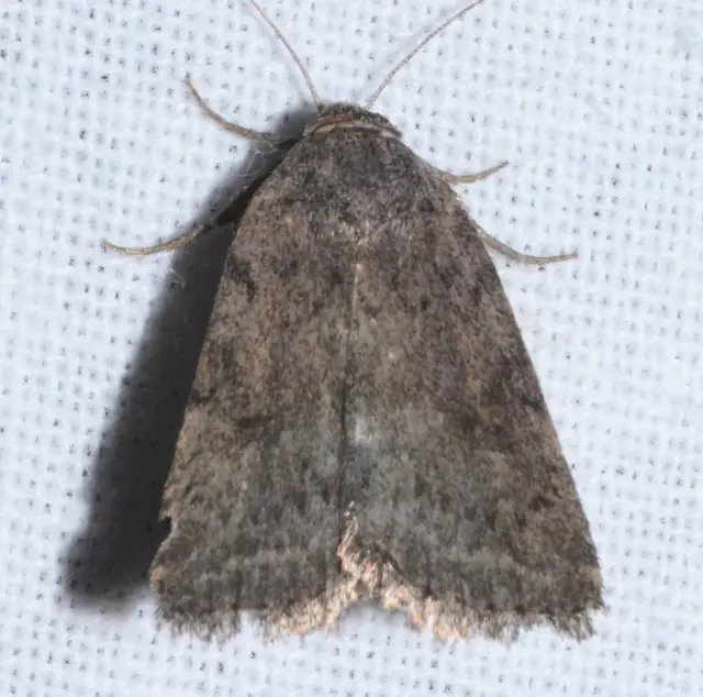 Athetis gluteosa - nyugtalan lápibagoly