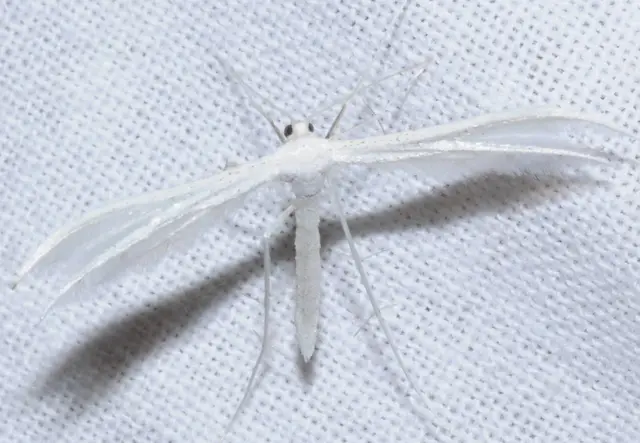 Pterophorus pentadactyla - fehér tollasmoly