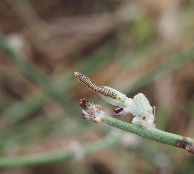 Schinia cognata - nyúlparéj-nappalibagoly