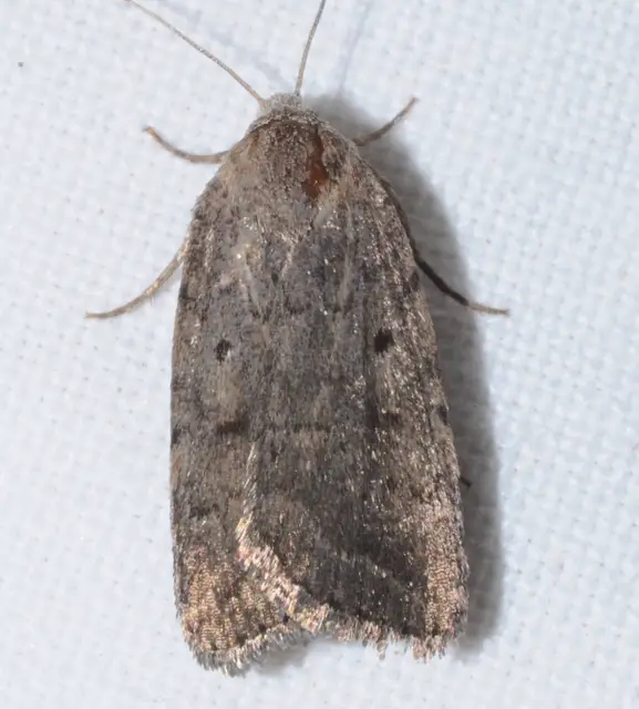 Athetis gluteosa - nyugtalan lápibagoly