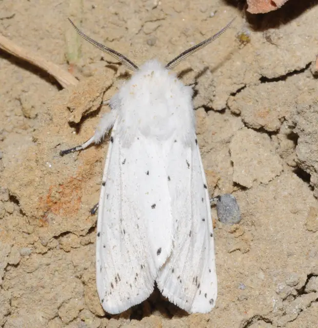 Spilosoma lubricipedum - tejszínű medvelepke