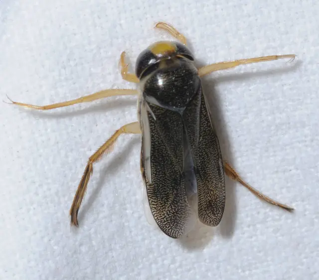 Corixidae - búvárpoloskák Corixidae - búvárpoloskák