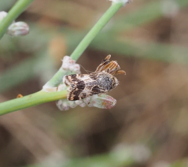 Schinia cognata - nyúlparéj-nappalibagoly