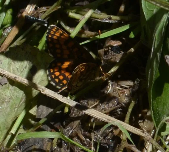 Melitaea athalia/aurelia/britomartis