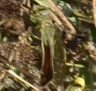 Hesperia comma - vesszős busalepke
