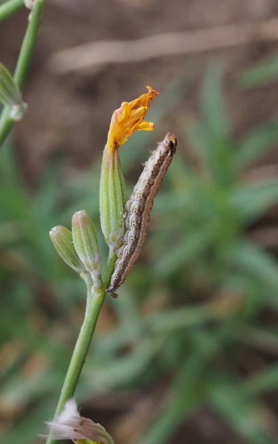 Schinia cognata - nyúlparéj-nappalibagoly