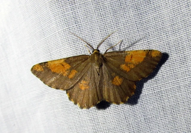 Angerona prunaria - sárga kökényaraszoló
