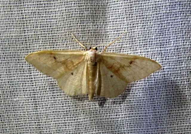 Idaea rubraria - vörössávos araszoló
