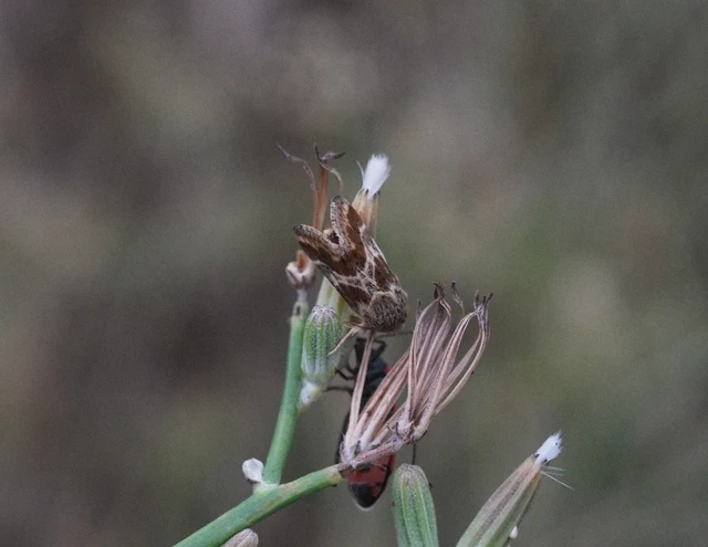 Schinia cognata - nyúlparéj-nappalibagoly