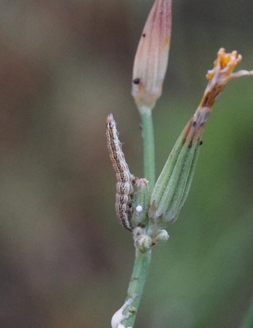 Schinia cognata - nyúlparéj-nappalibagoly