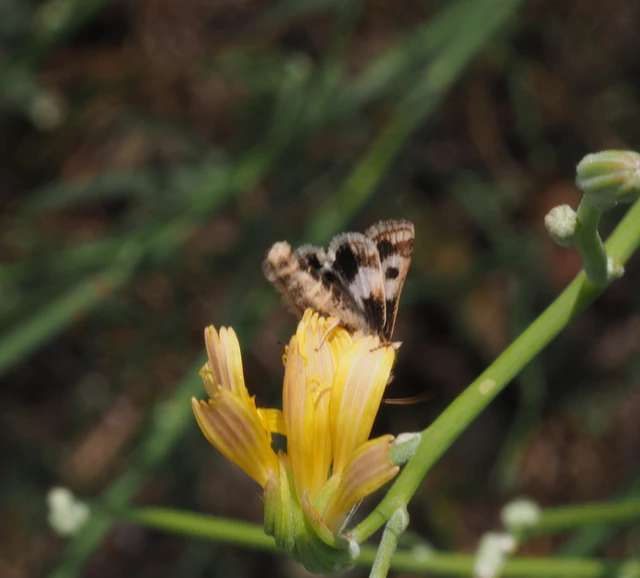 Schinia cognata - nyúlparéj-nappalibagoly