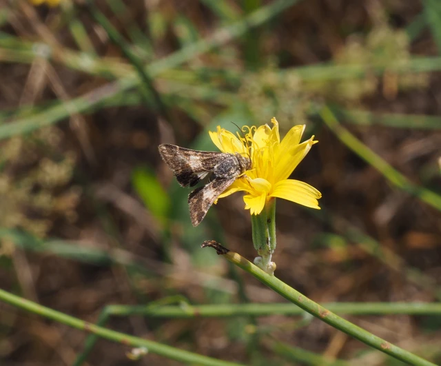 Schinia cognata - nyúlparéj-nappalibagoly