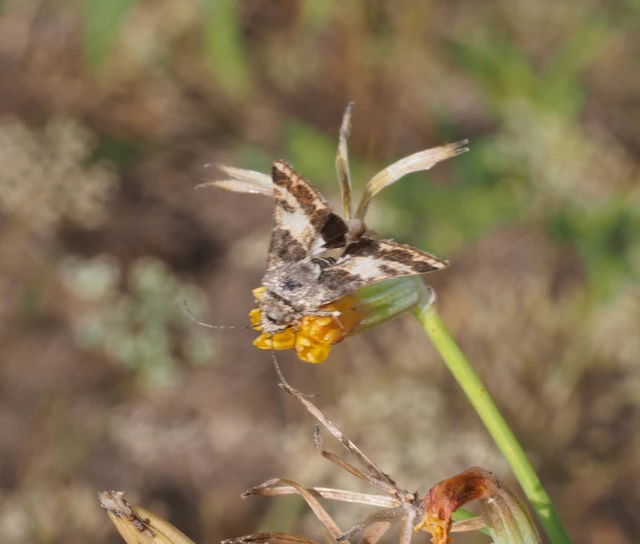 Schinia cognata - nyúlparéj-nappalibagoly