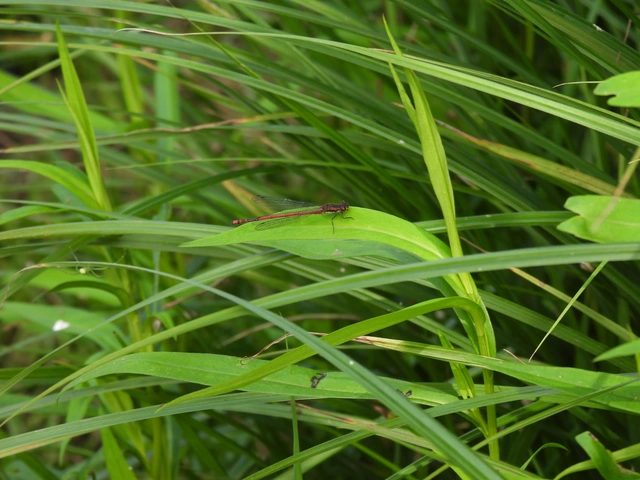 Pyrrhosoma nymphula interposita - vörös légivadász
