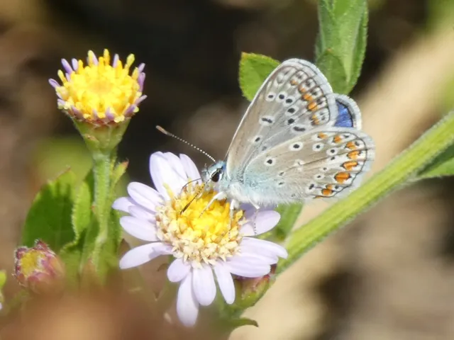 Polyommatus icarus - közönséges boglárka