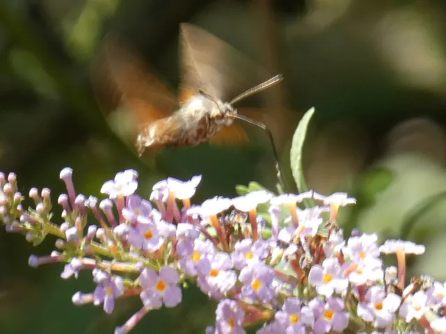 Macroglossum stellatarum - kacsafarkú szender