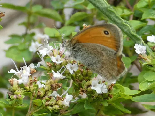 Coenonympha pamphilus - kis szénalepke