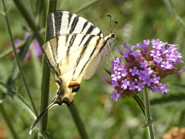 Iphiclides podalirius - kardoslepke