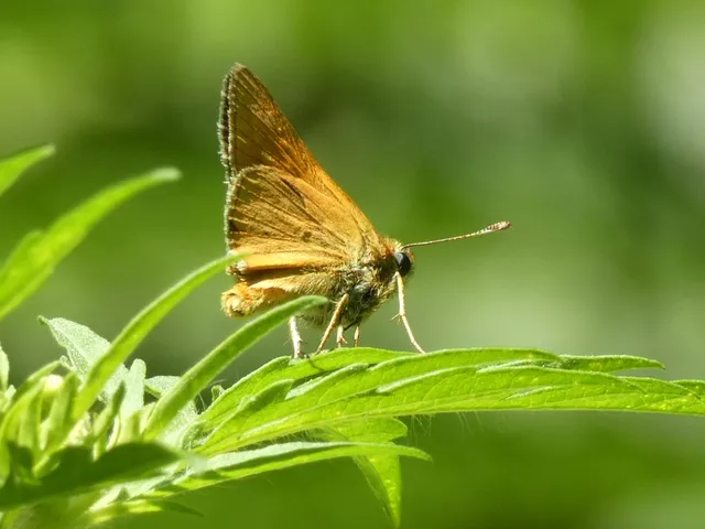 Ochlodes sylvanus - erdei busalepke