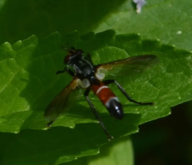Cylindromyia