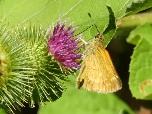 Ochlodes sylvanus - erdei busalepke