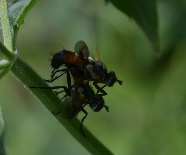 Cylindromyia
