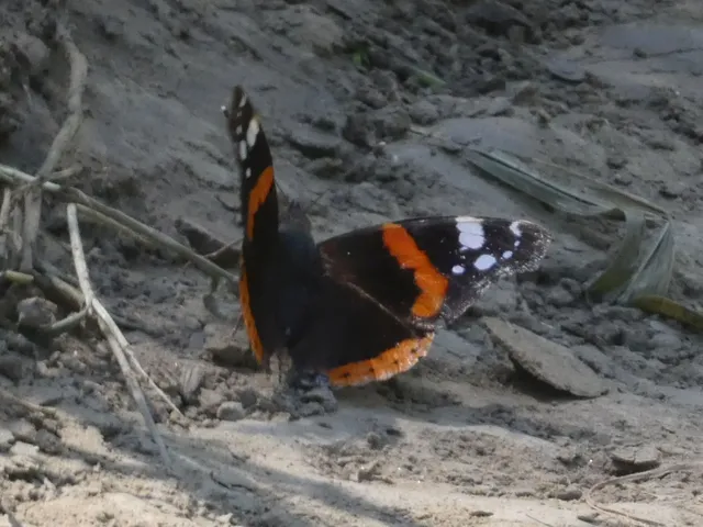 Vanessa atalanta - atalantalepke