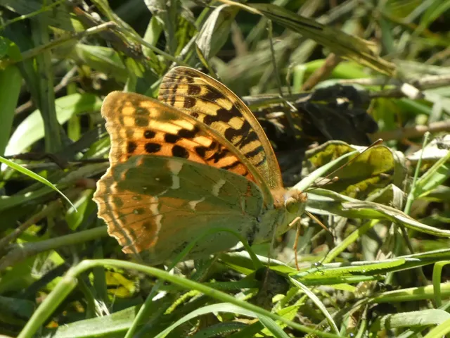 Argynnis pandora - zöldes gyöngyházlepke