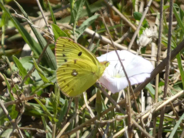 Colias erate - csángó-kéneslepke