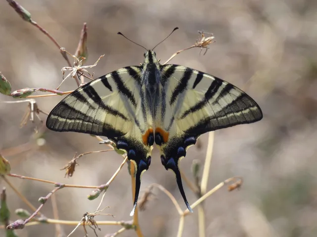 Iphiclides podalirius - kardoslepke