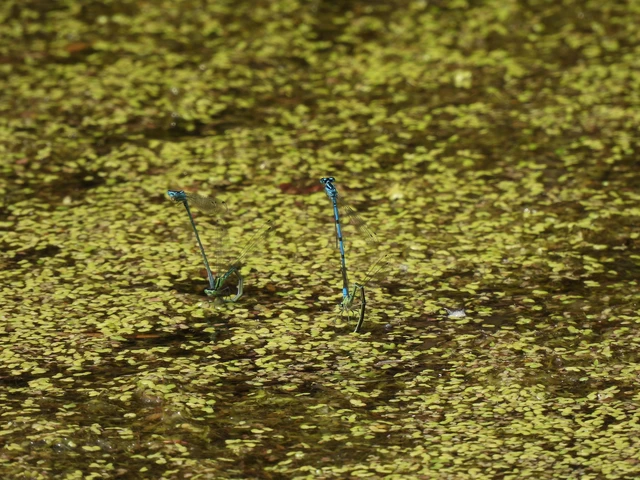 Coenagrion puella - azúrkék légivadász