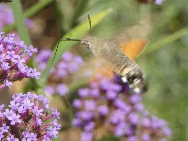 Macroglossum stellatarum - kacsafarkú szender