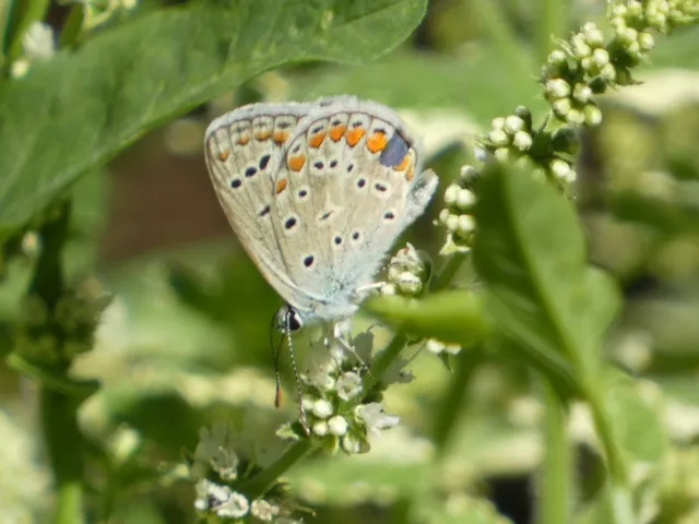 Polyommatus icarus - közönséges boglárka