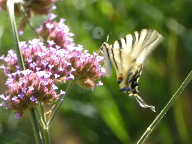 Iphiclides podalirius - kardoslepke