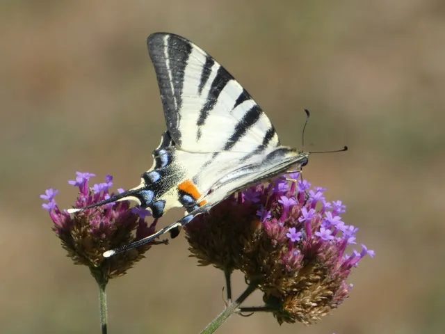 Iphiclides podalirius - kardoslepke