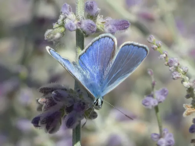 Polyommatus icarus - közönséges boglárka