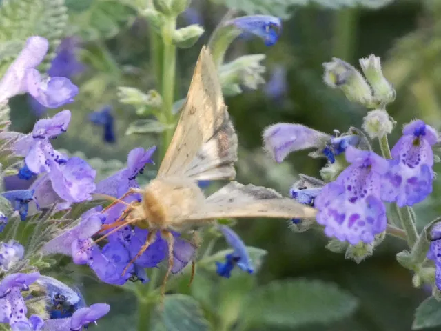 Helicoverpa armigera - kukorica-veteménybagoly