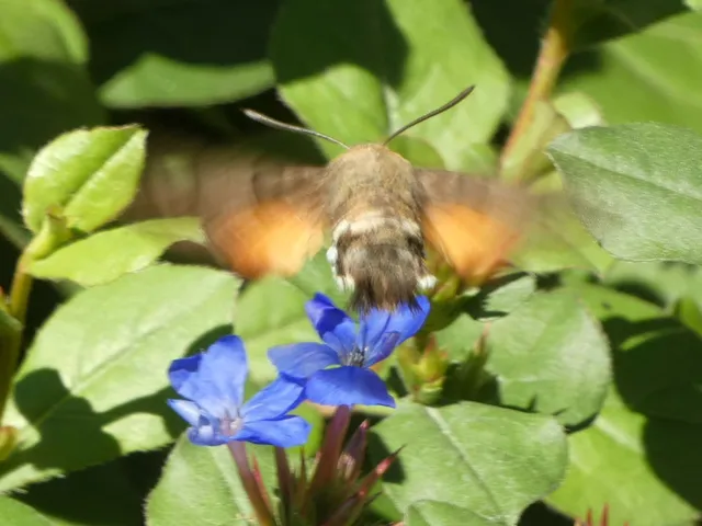 Macroglossum stellatarum - kacsafarkú szender