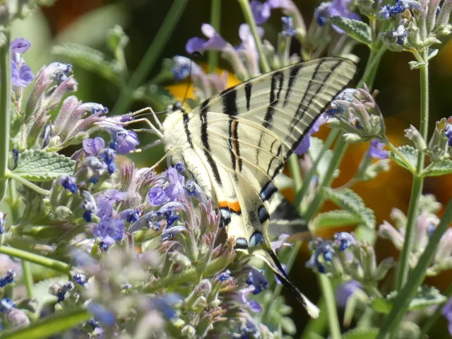 Iphiclides podalirius - kardoslepke
