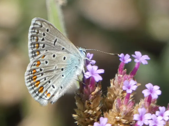 Polyommatus icarus - közönséges boglárka