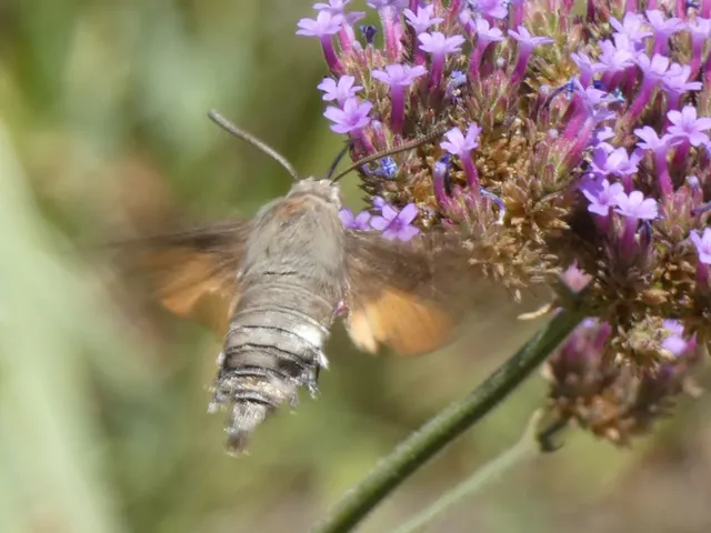 Macroglossum stellatarum - kacsafarkú szender