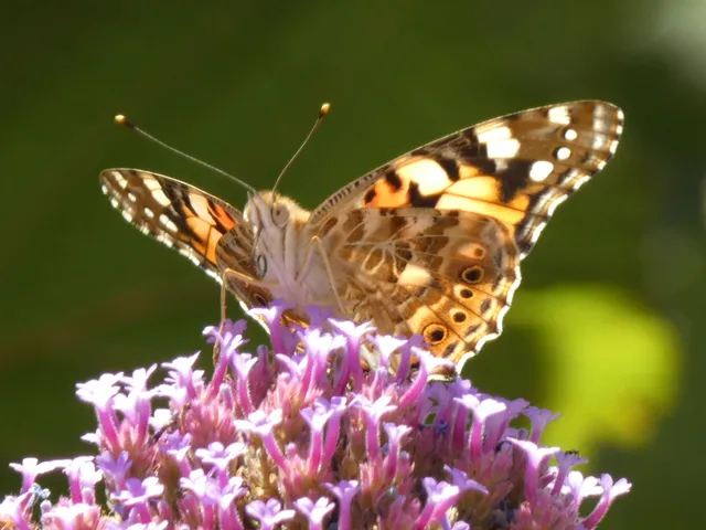 Vanessa cardui - bogáncslepke
