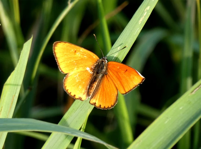 Lycaena dispar rutilus - nagy tűzlepke