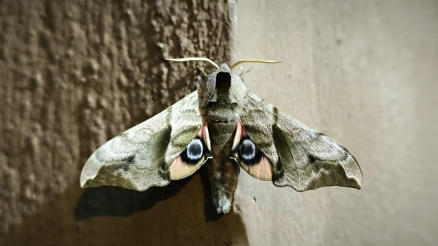 Smerinthus ocellatus - esti pávaszem