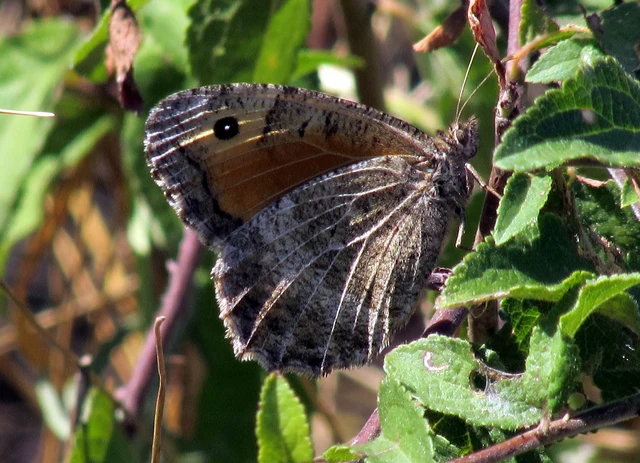 Arethusana arethusa - közönséges szemeslepke