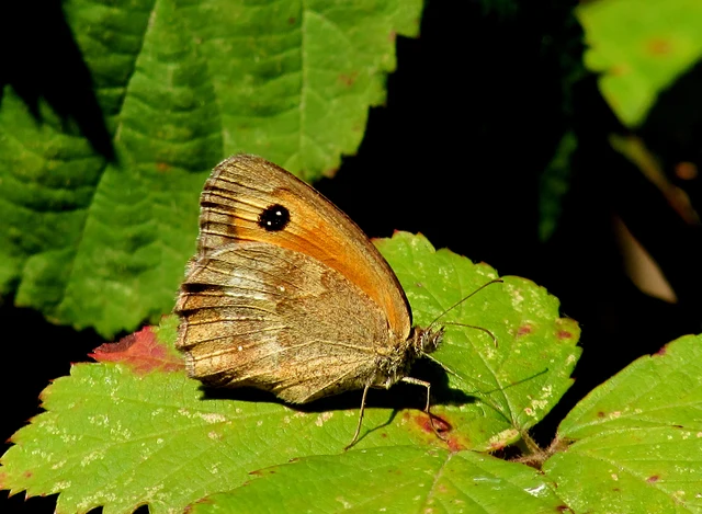 Pyronia tithonus - kis ökörszemlepke