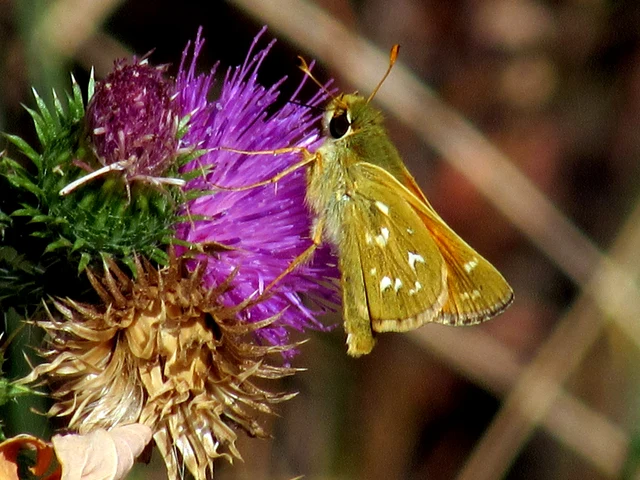 Hesperia comma - vesszős busalepke