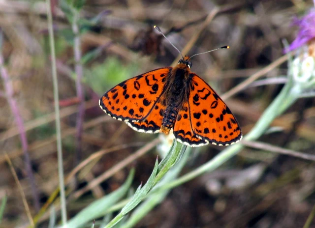 Melitaea didyma - tüzes tarkalepke