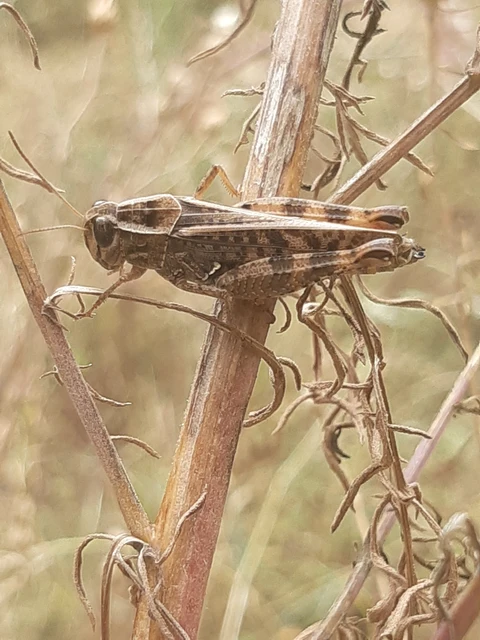 Calliptamus italicus - olaszsáska