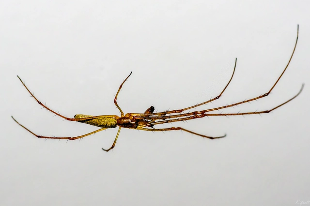 Tetragnatha